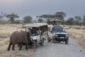 An African elephant crosses a dirt track in front of safari vehicles with tourists observing in a Kenyan savanna landscape.